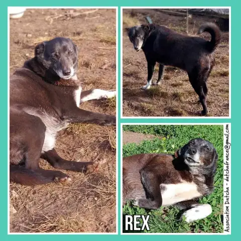 Rex