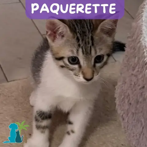 Pâquerette