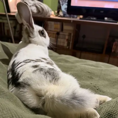 [À L'Adoption] Ryo photo 2