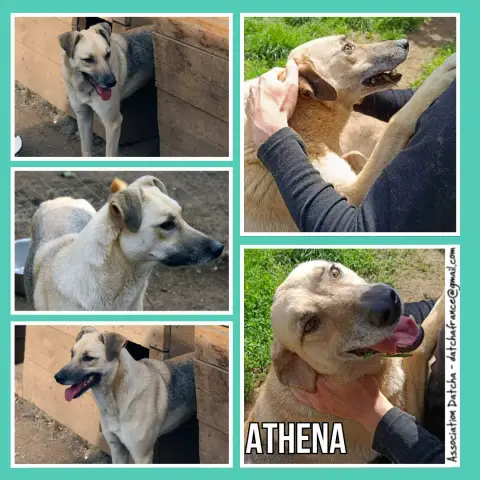 Athena