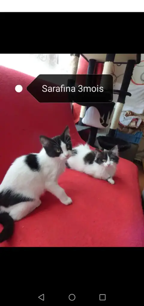 Sarafina photo 3
