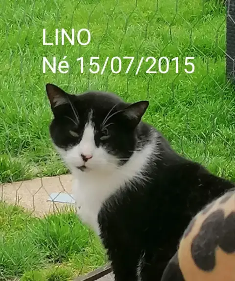 Lino