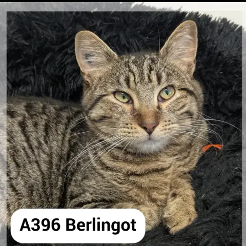 Berlingot