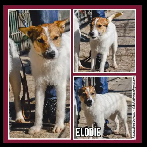 Élodie