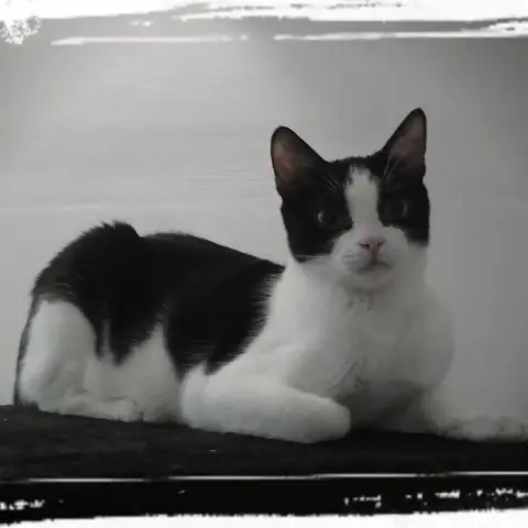 Asticot photo 3