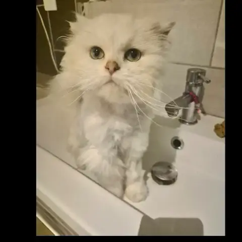 Olaf