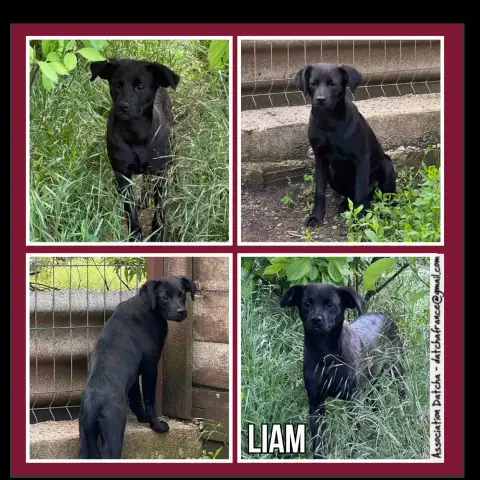Liam