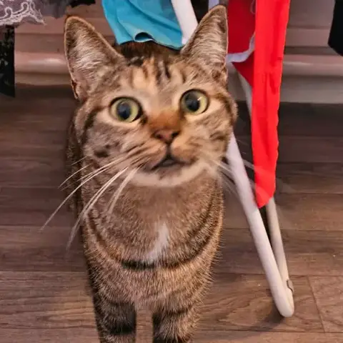 Mouna Chatte Réunion