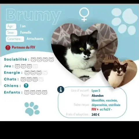 Brumy