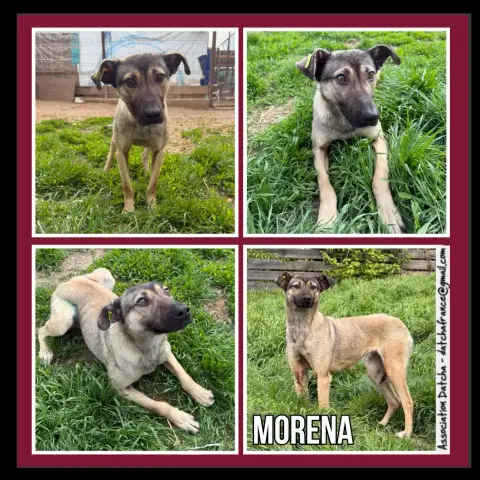 Morena