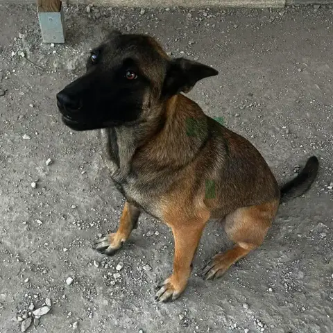 Adopter Aaron