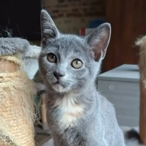 Bijou