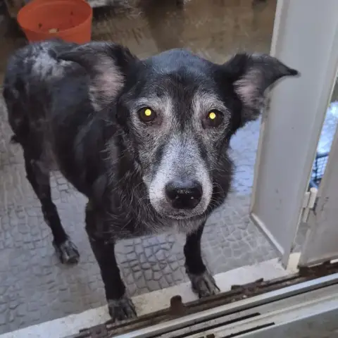 Isa