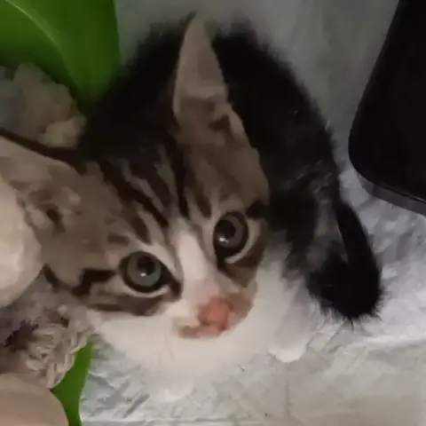 Benny