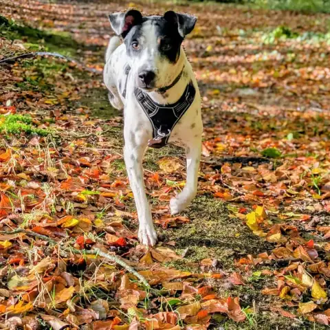 Vador Le Gentil Loulou Tripatte Plein De Vie photo 2