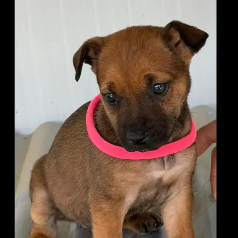 Dora