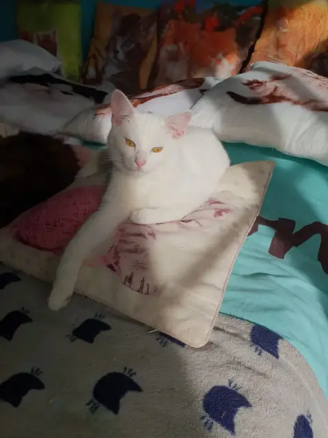 Tim