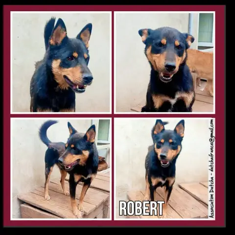 Robert