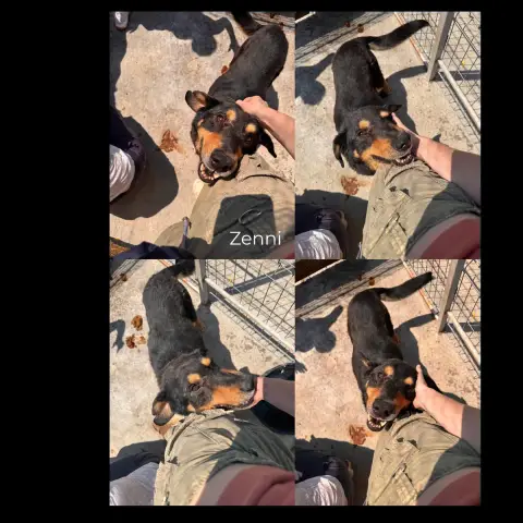 Zenni