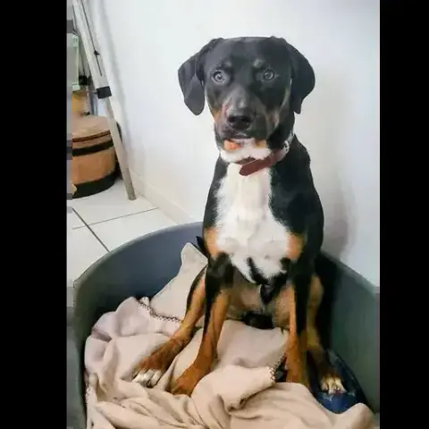 Calimero