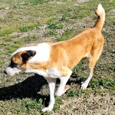 Samson photo 3