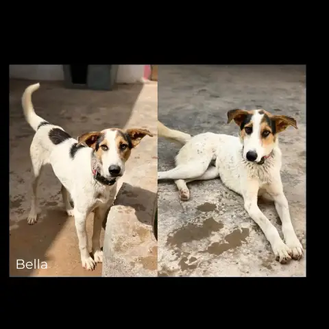 Bella