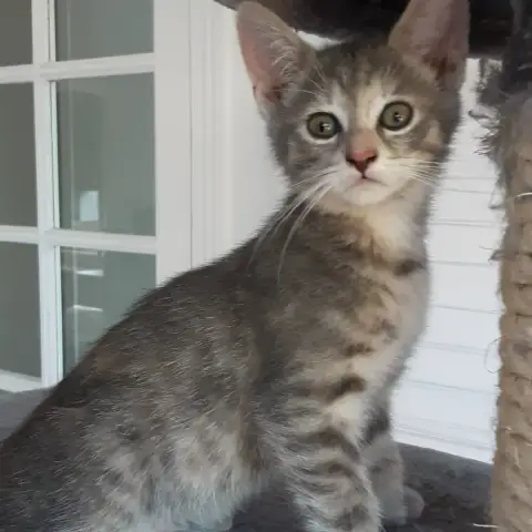Nala