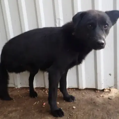 Blacky photo 3