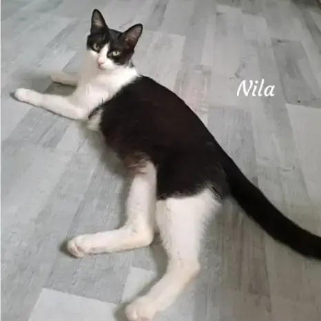 Nila photo 2
