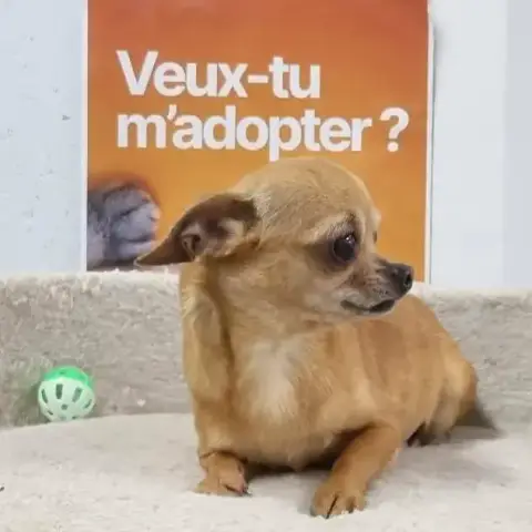 Chihuahua 1