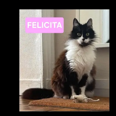 Felicita