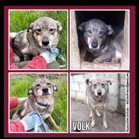 Volk