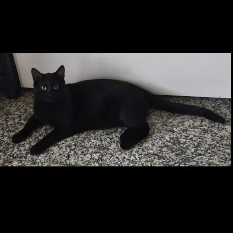 Noiro
