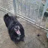 Sirius photo 2