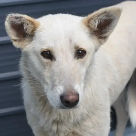 Vanya
