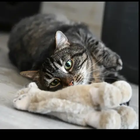 Penelope