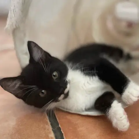 Moustik