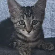 Bellie