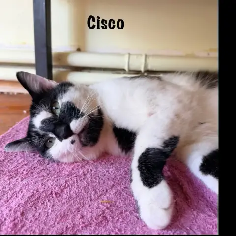 Cisco photo 3
