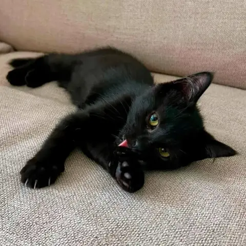 Bagheera photo 3
