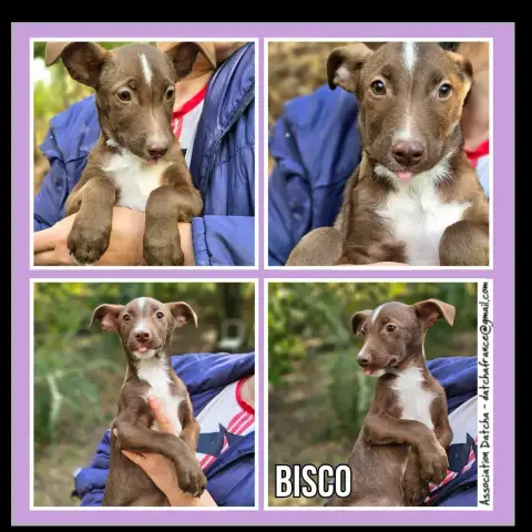 Bisco