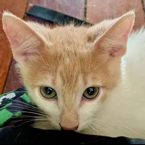 Biscotte