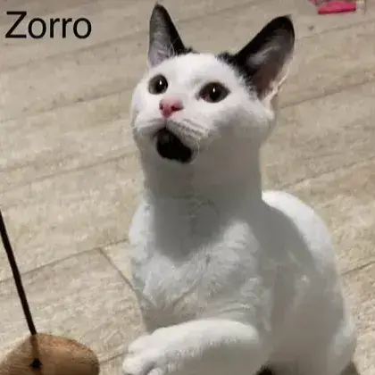 Zorro