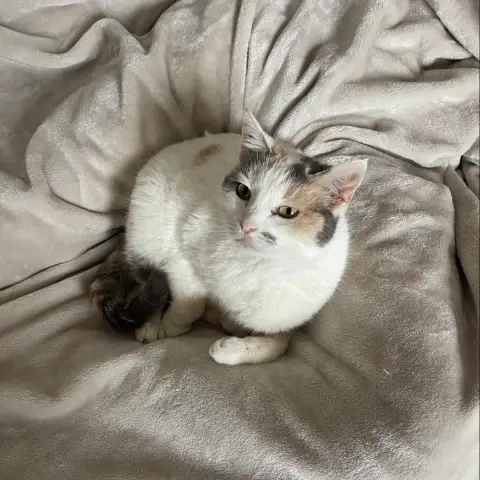 Bambi