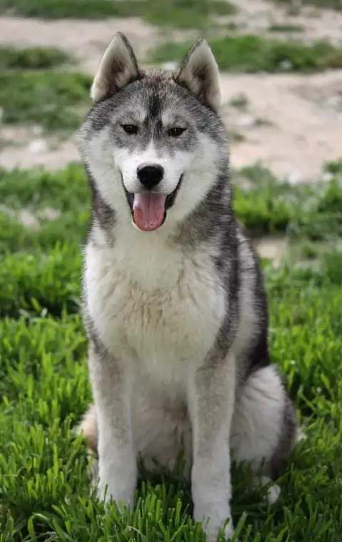 Husky