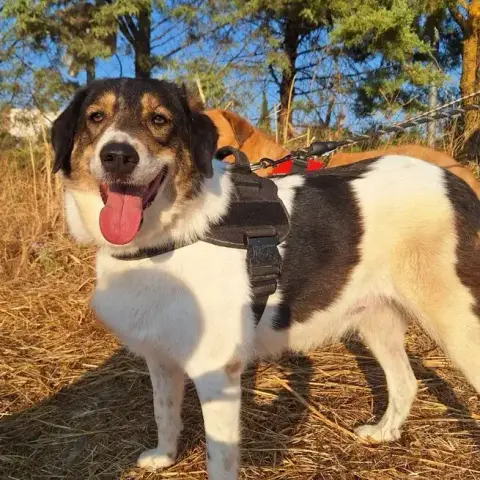 Piper