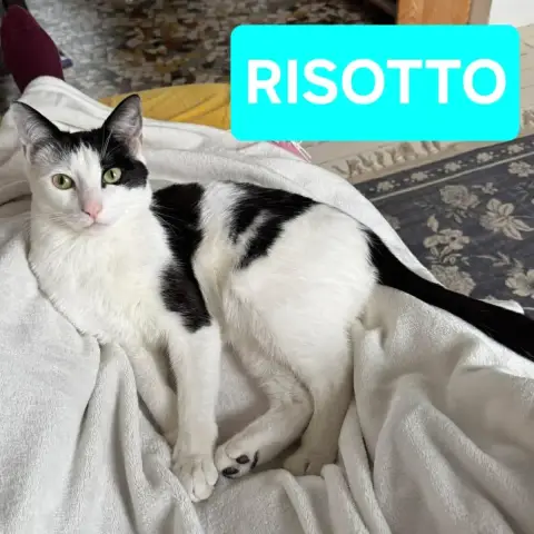 Risotto