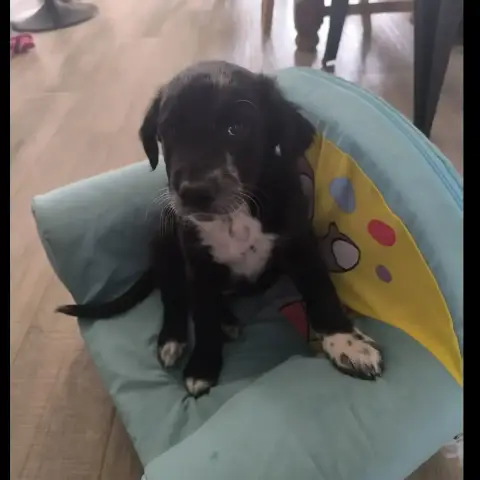 Pongo photo 2