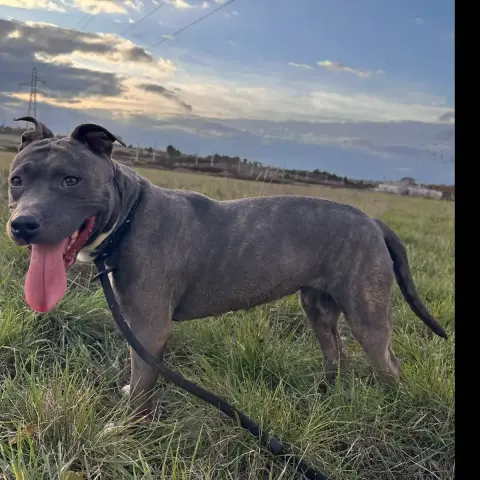 Maya