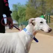 Dama